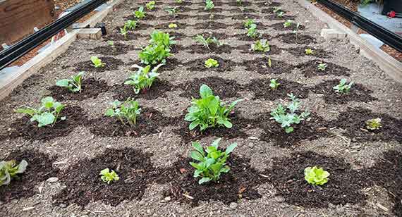 farmbot garden bed