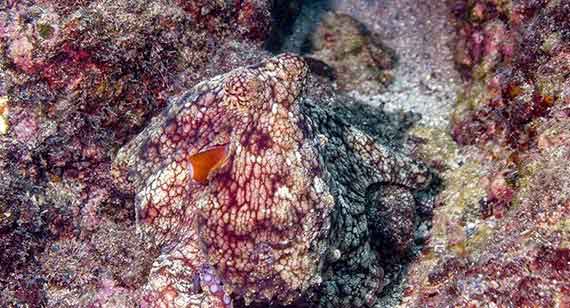 Octopus uses chromatophores color-changing ability to camouflage into its surroundings